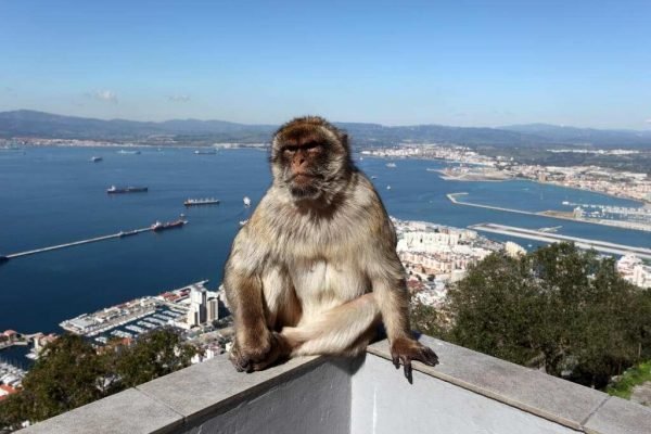 Travel to Europe to visit the Rock of Gibraltar and the Barbary macaques