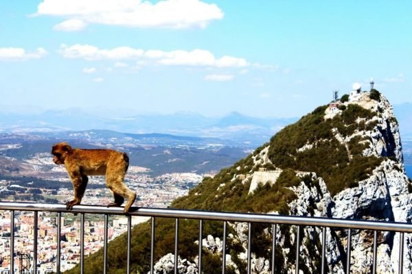Rundfahrten durch Europa. Sehen Sie die Affen in Gibraltar.