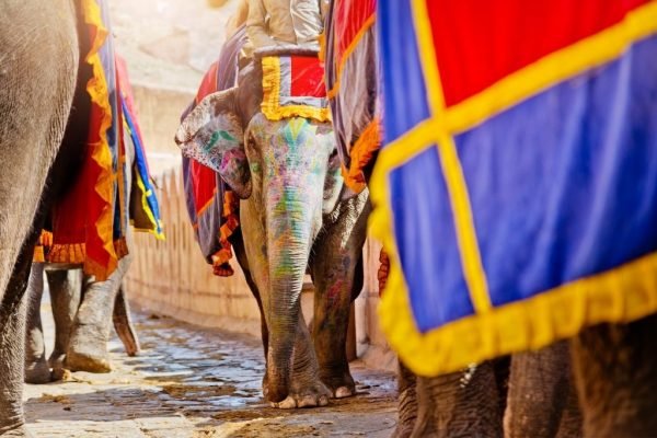 Tours a India - Paseo en elefantes al Fuerte Amber de Jaipur