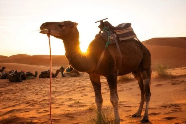 Paquetes a Sahara y Desierto de Marruecos desde España
