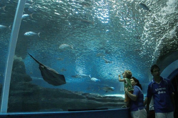 Entdecken Sie die Meereswelt im Aquarium Roquetas de Mar.